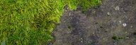 Eine Nahaufnahme einer dunklen Steinoberfläche, die zur Hälfte mit grünem Moos überwachsen ist. - vergrösserte Ansicht